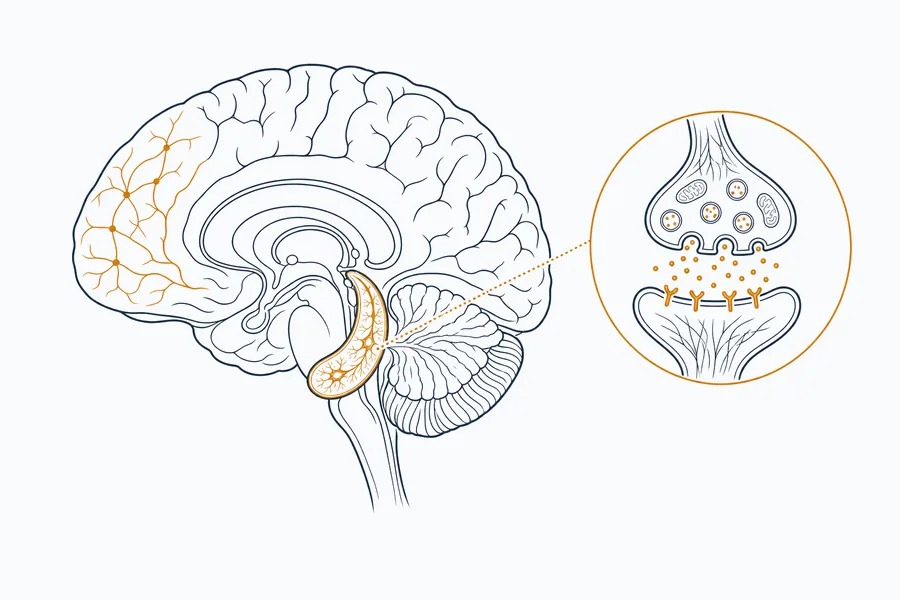 Neuromaxxing
